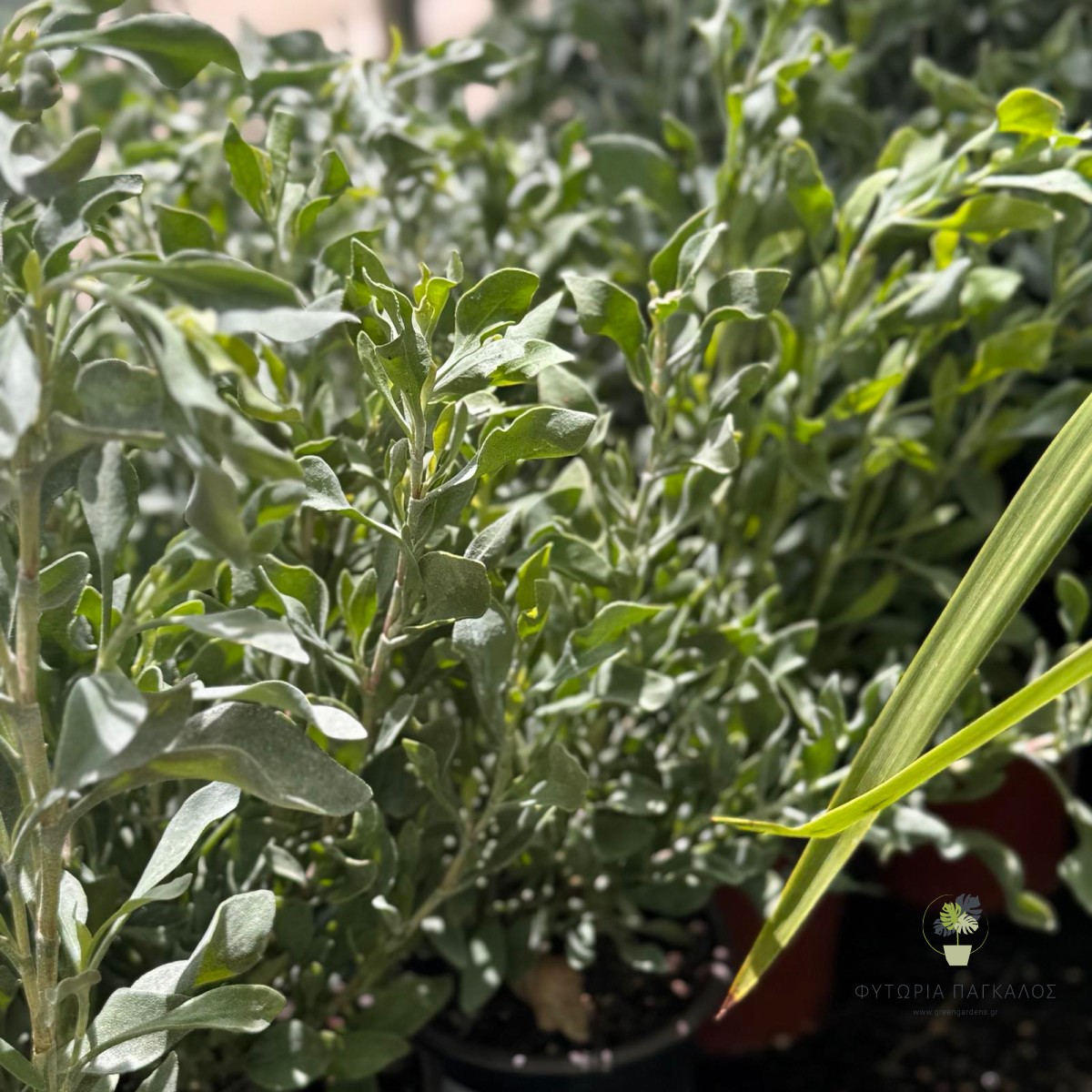 Λιμονίαστρο (Leucophyllum frutescens) | Ανθεκτικός Αειθαλής Θάμνος με Μωβ Άνθη - 2